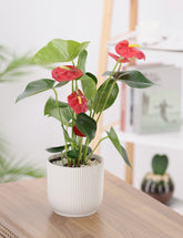 نبات الانتوريوم المزهر